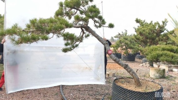 高度170厘米房产松