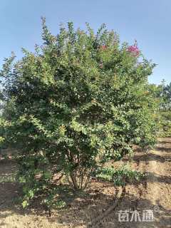 高度350厘米丛生紫薇