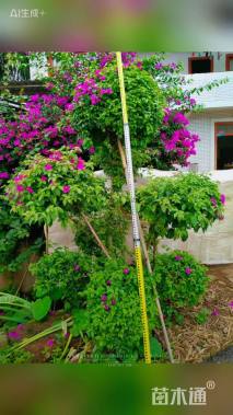 15公分造型三角梅