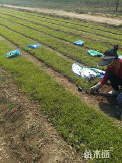 高度10厘米青绿苔草