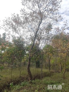 18公分造型乌桕