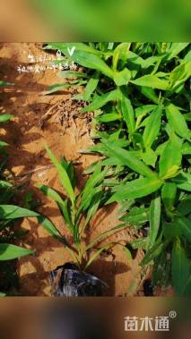 高度20厘米紫苑