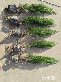 高度50厘米圆柏