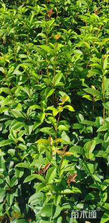 高度60厘米四季桂小苗