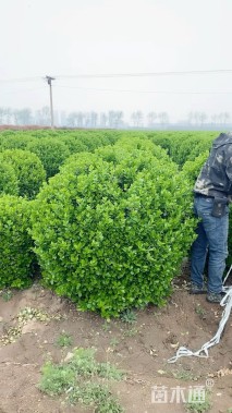 冠幅120厘米胶东卫矛球