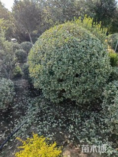 冠幅100厘米金边黄杨球