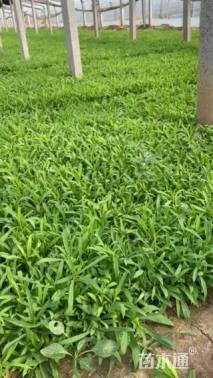 高度22厘米五彩石竹