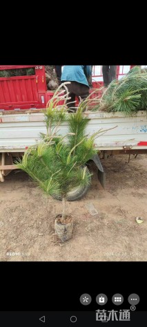 高度25厘米黑松小苗