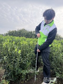 高度90厘米连翘