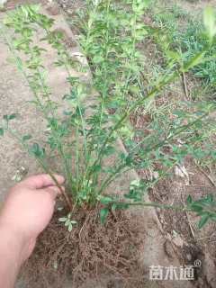 高度50厘米连翘