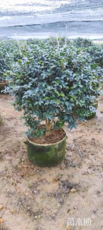 冠幅120厘米茶梅球