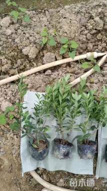 高度30厘米杜鹃