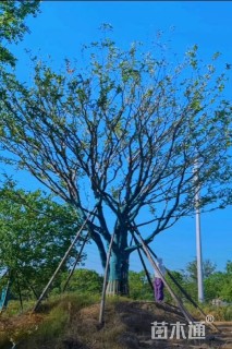 120公分(4杆)丛生朴树