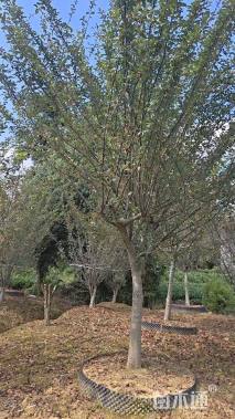 12公分垂丝海棠