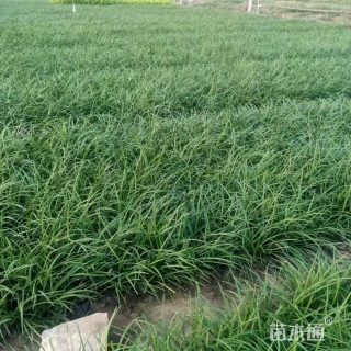 高度20厘米阔叶麦冬草
