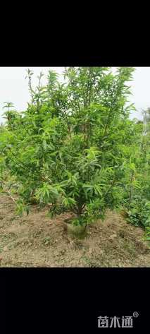5公分碧桃