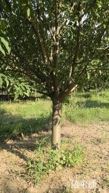 15公分绿叶碧桃