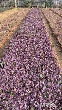 高度16厘米筋骨草