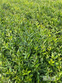 40公分台湾相思树