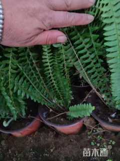高度40厘米肾蕨