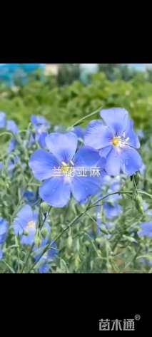 蓝花亚麻种子