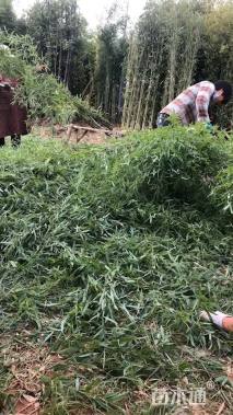 地栽苗刚竹