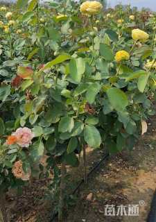 高度100厘米月季