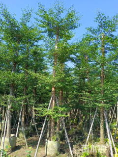 18公分小叶榄仁