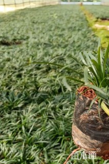 高度10厘米玉龙草