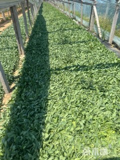 高度10厘米天人菊