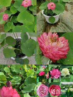 高度15厘米荷花