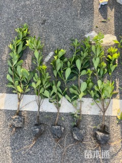 高度40厘米海桐小苗