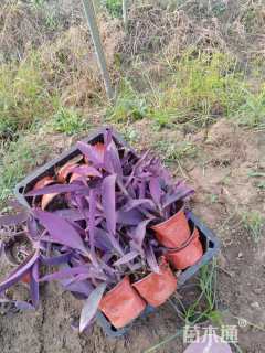 高度15厘米鸭舌草