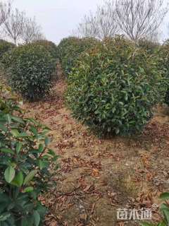 冠幅100厘米红叶石楠球