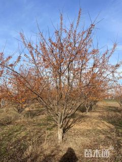 高度300厘米印第安魔力海棠