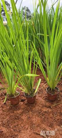 高度40厘米黄花鸢尾