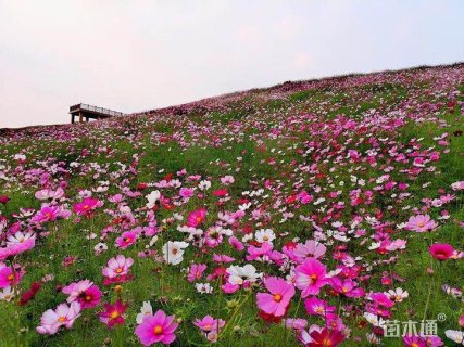波斯菊花海
