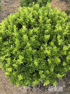 高度110厘米米兰球