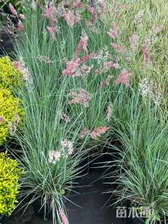 高度30厘米坡地毛冠草