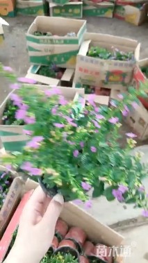 高度20厘米满天星