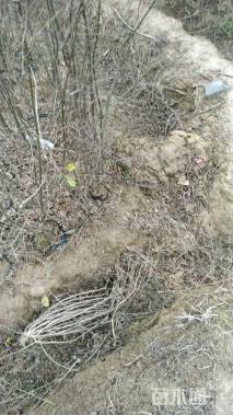 高度120厘米朴树小苗