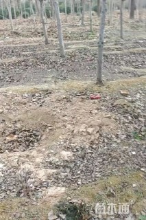 11公分绚丽海棠