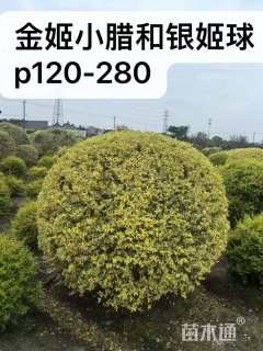 高度150厘米金姬小蜡