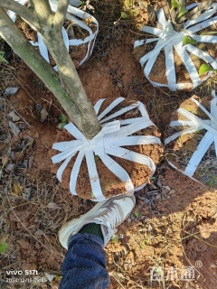 冠幅120厘米茶花球