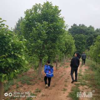 高度350厘米丛生玉兰