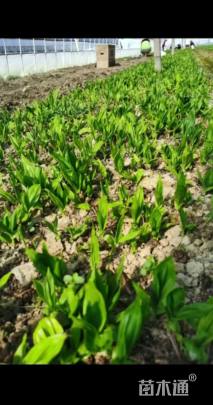 高度20厘米白芨