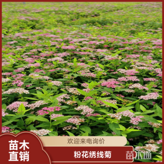 高度25厘米粉花绣线菊