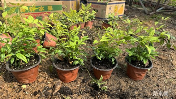 高度20厘米火焰南天竹