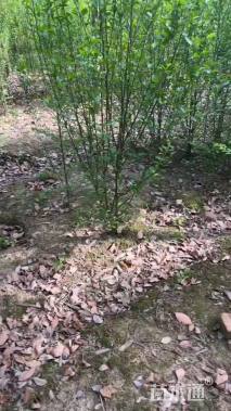 高度180厘米木槿