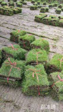 草卷状马尼拉草